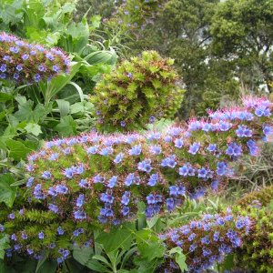 (Dora~Jean) Pretty flower, don\'t ask me it\'s name though.