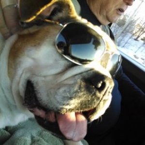 Lucy our 13 year old dog in travel mode