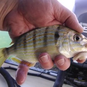 A French Grunt. Cut bait!