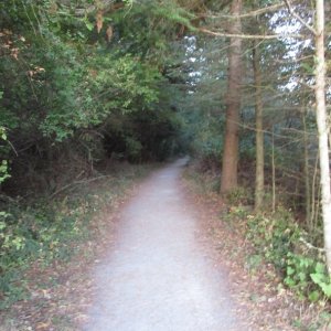 Trail up to the road