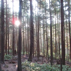 Media 'The descent throught the woods. It is a short hike to the top of Chadwick hill, only about 15 minutes from the beach, but in about half a mile you climb to 450 feet!' in album 'The long weekend started Friday night with a 200 hour service'