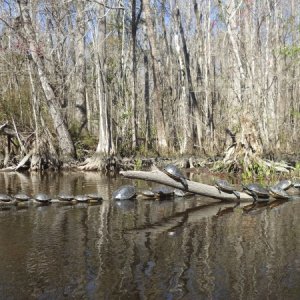 Lots of turtles on the Wakulla River.