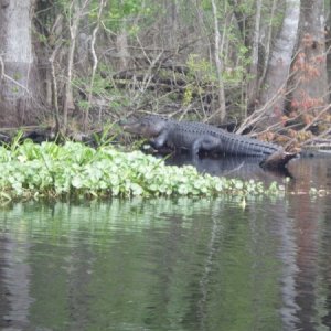 Fewer gators this year.  It was cold.
