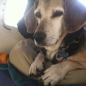 Monty, our scout