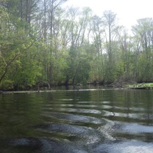 Media 'Lots of obstructions on the Oklawaha this year' in album 'Our room at Eastpoint'