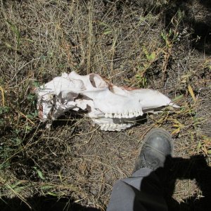 Flaming Gorge, Great hikes with wildlife.