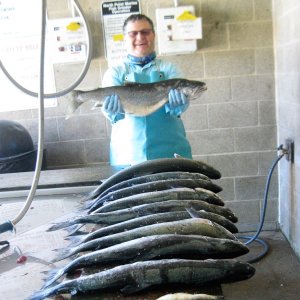 Coho, Chinook, and Lakers at the fish cleaning station in Zion, IL