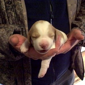 2 weeks Sadie Lady Bird