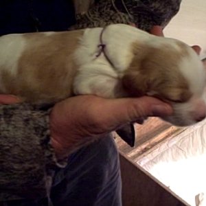 2 weeks Sadie Lady Bird