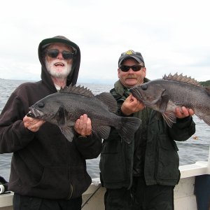 Queen Charlotte Strait black rockfish on the surface-about as much fun as you can have with a fishing rod!