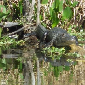 It's been kind of cold for gators