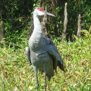 Sandhill Crane