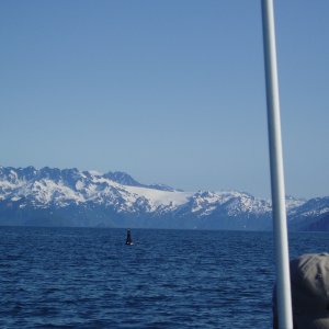 Orcas near Verdant Cove 04'