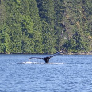 Whale sighting in narrow Lewis Channel north of Teakerne Arm