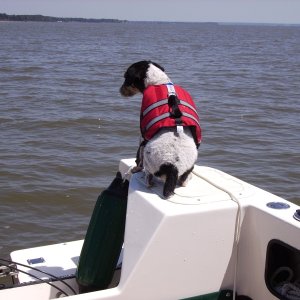 Archie, Our Three Year Old Jack Russell