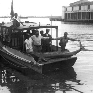 This might be the fish that inspired putting a roller on the transom of the Pilar.  It proves that you don't need a large cockpit "angler model" to land a large fish.