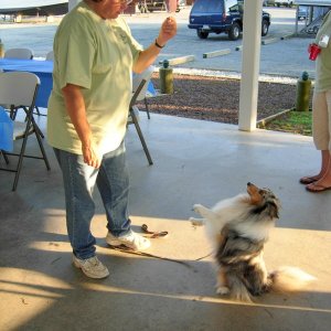 I do tricks for food