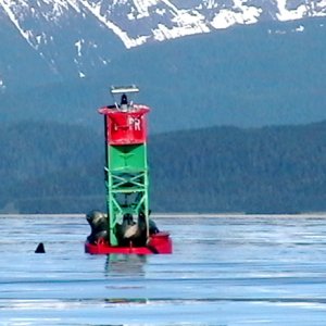 Media 'Poundstone Rock - Great social spot for sea lions' in album 'Sentinal Island & Benjamin Island in South Lynn Canal'