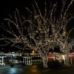 Friday Harbor Christmas Lights