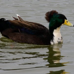 Rubber Ducky substitute