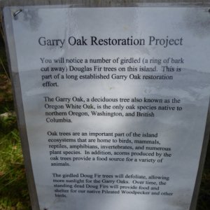 Garry Oak restoration