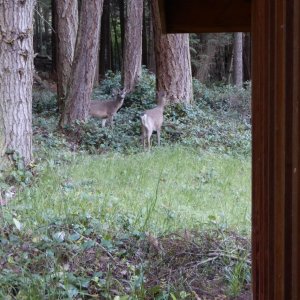 Media 'Deer' in album 'Departing Friday Harbor Sunday morning. At this speed it took 1.5 hours to get to Jones Island'