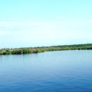 22MAY10-Shoreline on Alligator-Pungo River Canal