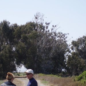 Approaching trees with many nesting birds