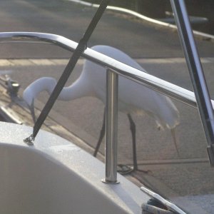 Media 'A friendly heron checking out the breakfast menu, Petuluma' in album '9 C-Dory's at the Wheeler Island Duck Club'