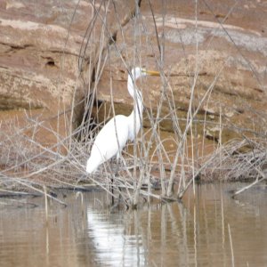 Egret