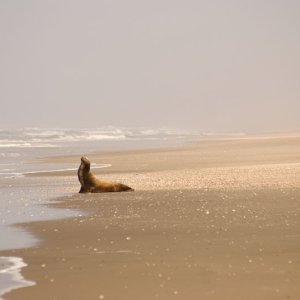 He had this beach -- 20 miles or so of Pacific Ocean beachfront  -- to himself until we showed up.