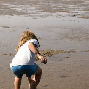 Clam digging, Mag Bay style -- more like clam picking-upping.