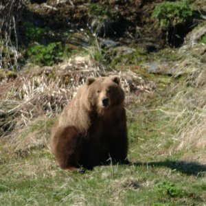 Kodiak bears