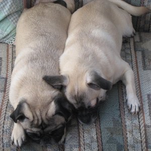 C-Pug and C-Chug (chihuahua/pug)