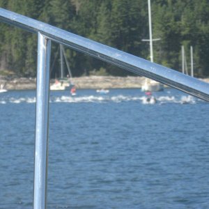 Pod of dolphins in Gorge Harbour