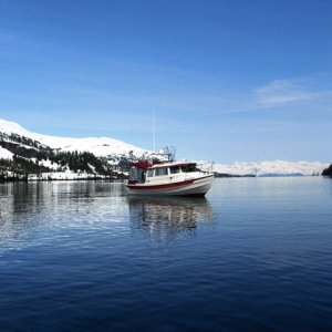 Media '' in album 'Prince William Sound, AK - May 16-18, 2008'