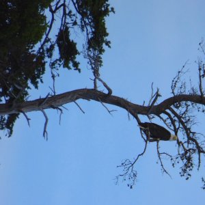 Eagle in a tree
