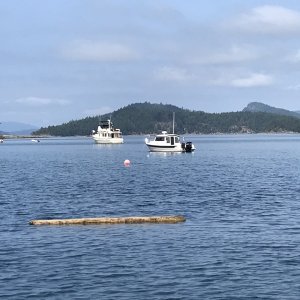 26 - Winter Hbr - Saturna I