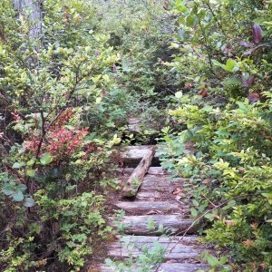 Here is one of the bridges across a rivulet.  This is probably the best one.  Others were a single log or completely broken down.  Some of the drops were 10-12 feet, but you couldn't see that because of the brush.  The Ranger that I spoke with said the last time she was on this trail was to medevac a hiker with a broken leg resulting from a bridge collapsing.  Fun.