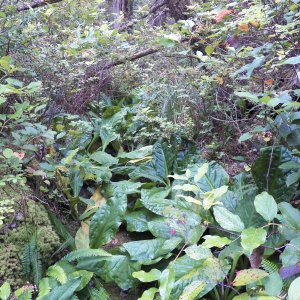 Much of the trail looked like this.  Under the skunk cabbage leaves would be old hand split cedar boards.  Nice and slippery.  I probably fell about 10 times.