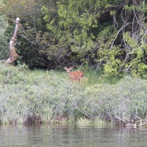 As I got closer, it laid down in the brush.