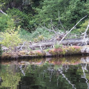 Diverse vegetation growing on the downed timber.