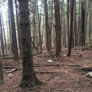 Not the healthiest forest on James