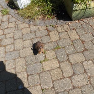 That's my shadow, you dumb bunny!