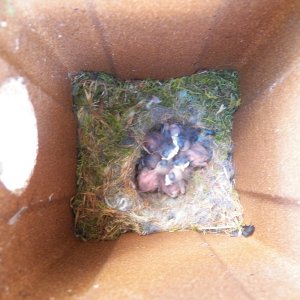 I wasn't the only one who had a birthday on Sunday.  These are Chickadees.  The inside of the nest box 3.5 x 3.5 inches.