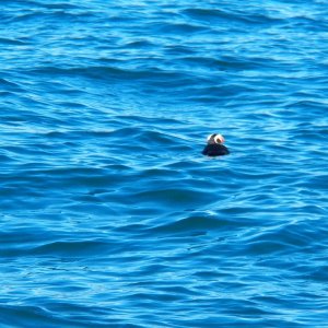 Tufted puffin near Smith Island.