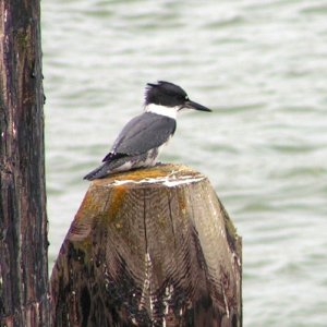 (Pat Anderson) A Bird