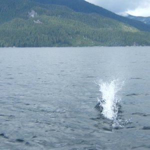 Dolphins faster than photographer