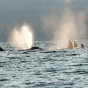 Orcas