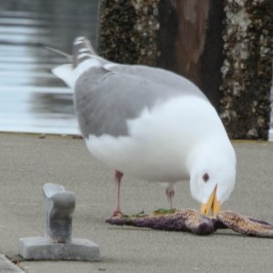 Seagull starfish